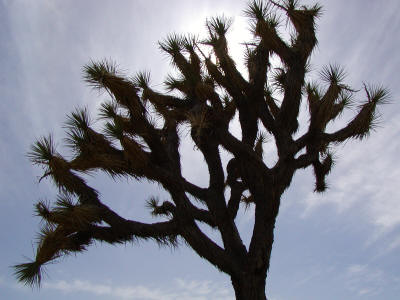 Joshua Tree