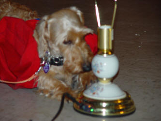 Yes dogs can turn on Lights!!!