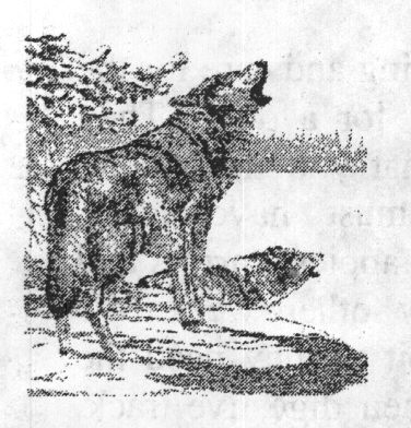 Wolf Mountain Sanctuary